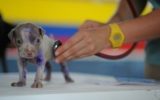 197003-veterinaire-2