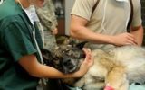 197005-veterinary-85925–180