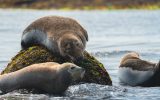 Vedettes-odet-glenan-phoque-faune-marine-poriel