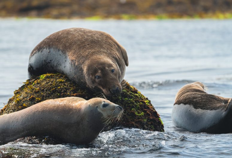 Vedettes-odet-glenan-phoque-faune-marine-poriel