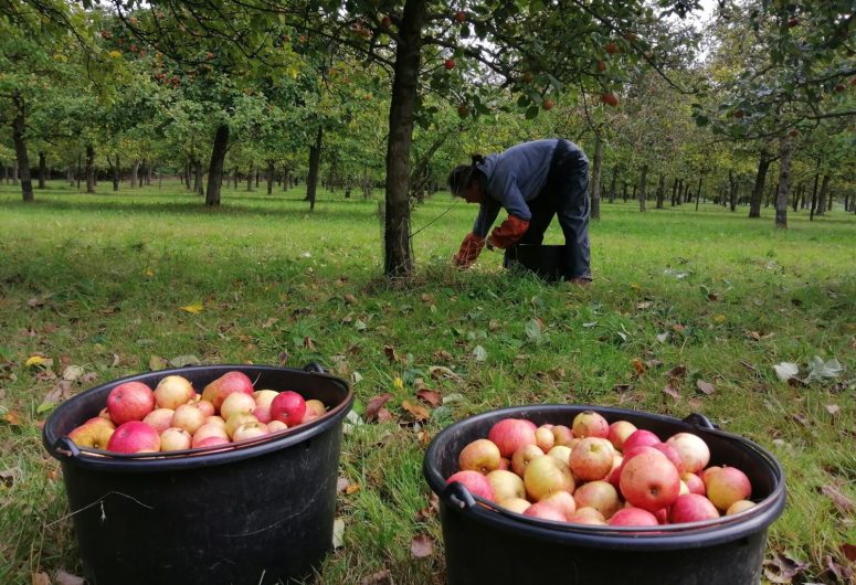 cidrerie maison de perguet 2