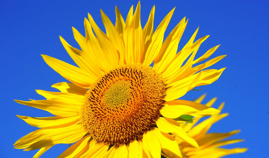 ete-tournesol-885×520