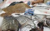 les-poissons-de-nicolas-poissonnerie-la-foret-fouesnant–2-